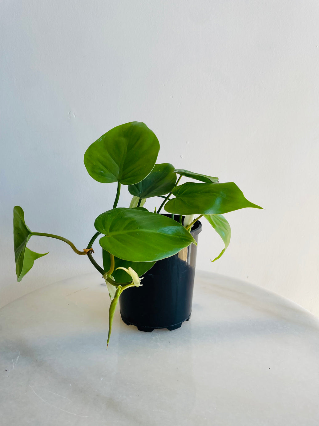 Heartleaf Philodendron | Philodendron hederaceum | 125mm Nursery Pot