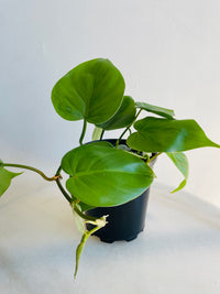 Heartleaf Philodendron | Philodendron hederaceum | 125mm Nursery Pot
