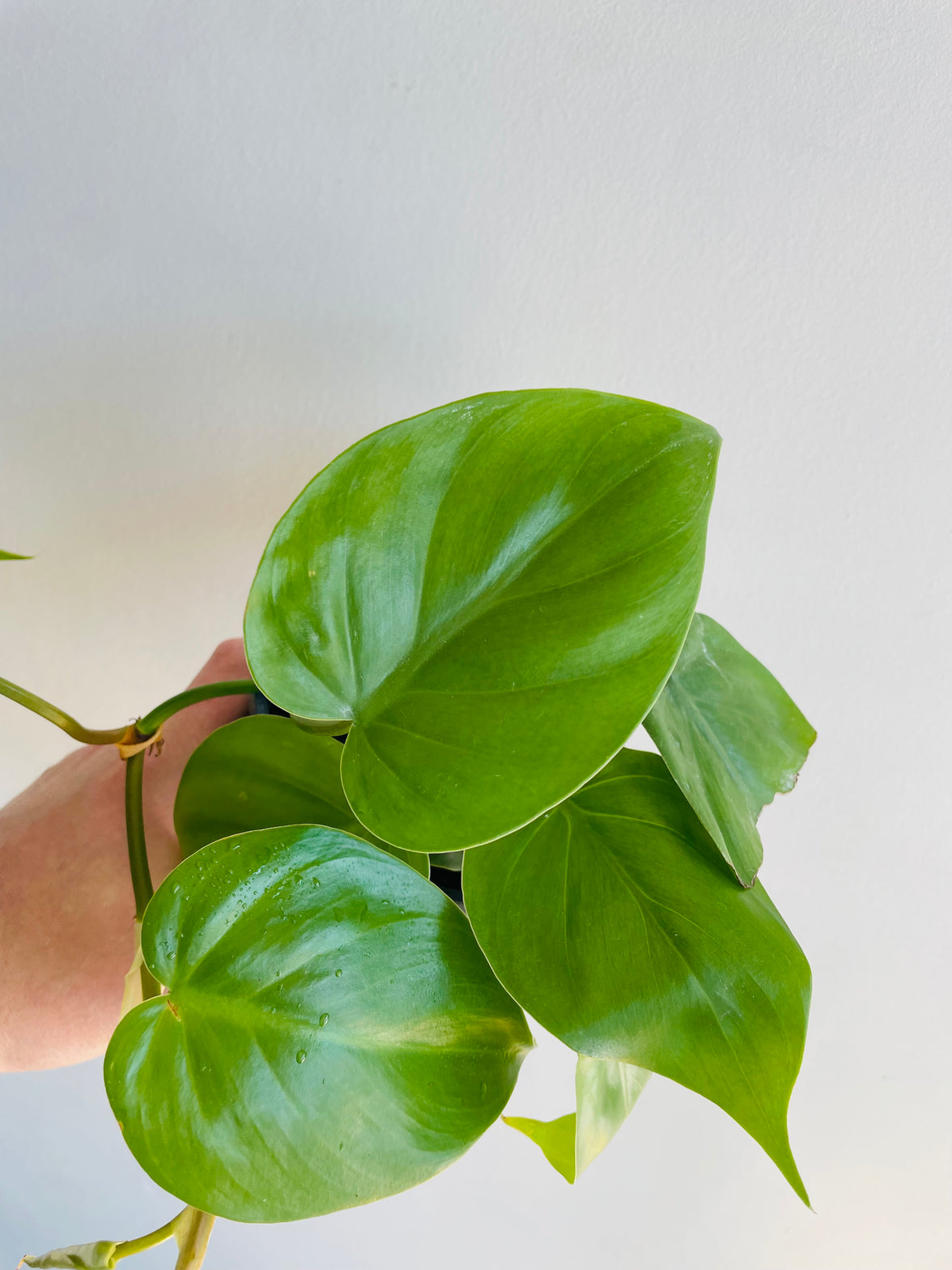 Heartleaf Philodendron | Philodendron hederaceum | 125mm Nursery Pot