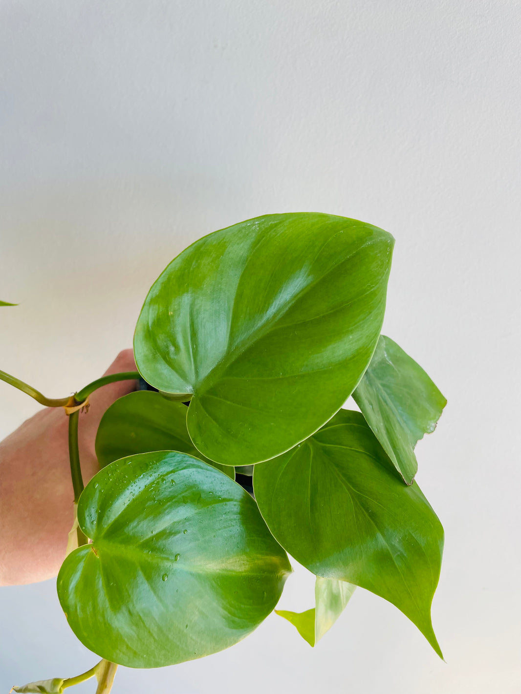 Heartleaf Philodendron | Philodendron hederaceum | 125mm Nursery Pot
