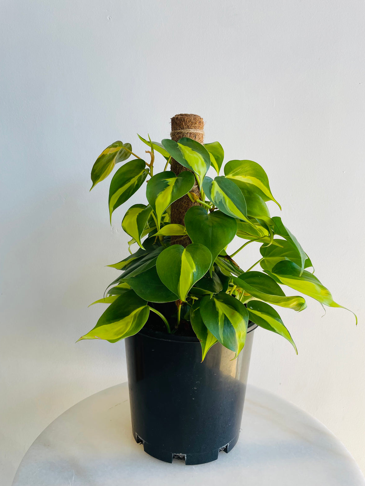 Brasil Heartleaf Totem | Philodendron hederaceum | 200mm Nursery Pot