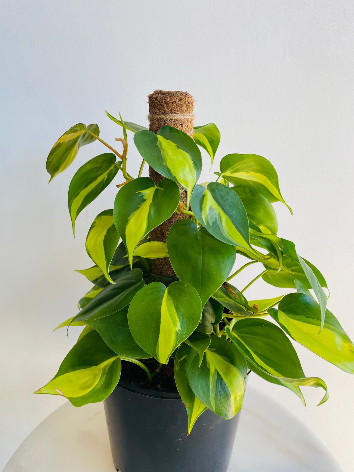 Brasil Heartleaf Totem | Philodendron hederaceum | 200mm Nursery Pot