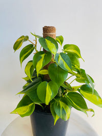 Brasil Heartleaf Totem | Philodendron hederaceum | 200mm Nursery Pot