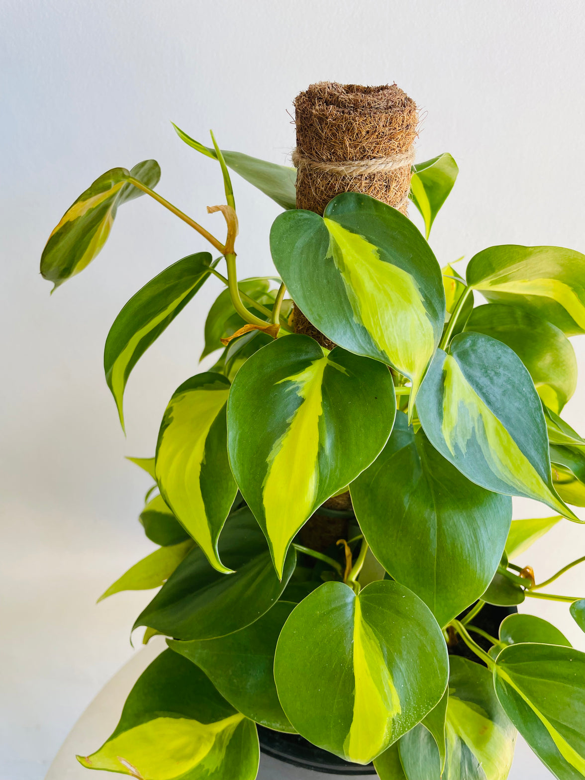 Brasil Heartleaf Totem | Philodendron hederaceum | 200mm Nursery Pot