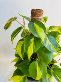 Brasil Heartleaf Totem | Philodendron hederaceum | 200mm Nursery Pot