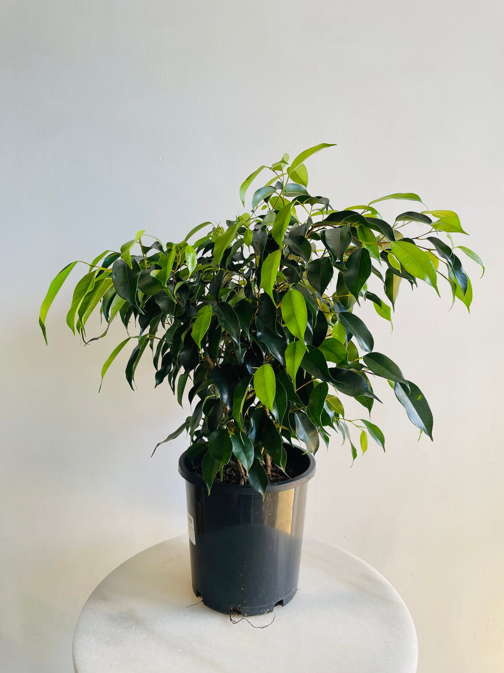 Midnight Beauty Weeping Fig | Ficus benjamina | 200mm Nursery Pot