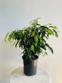 Midnight Beauty Weeping Fig | Ficus benjamina | 200mm Nursery Pot