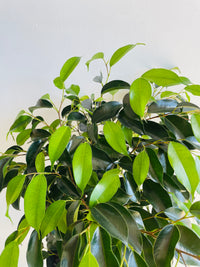 Midnight Beauty Weeping Fig | Ficus benjamina | 200mm Nursery Pot