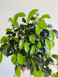 Midnight Beauty Weeping Fig | Ficus benjamina | 200mm Nursery Pot