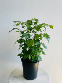 China Doll | Radermachera sinica | 200mm Nursery Pot