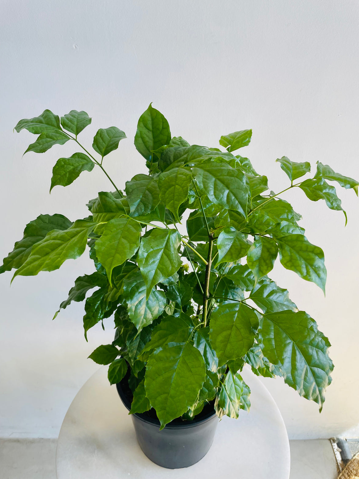 China Doll | Radermachera sinica | 200mm Nursery Pot