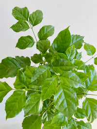 China Doll | Radermachera sinica | 200mm Nursery Pot
