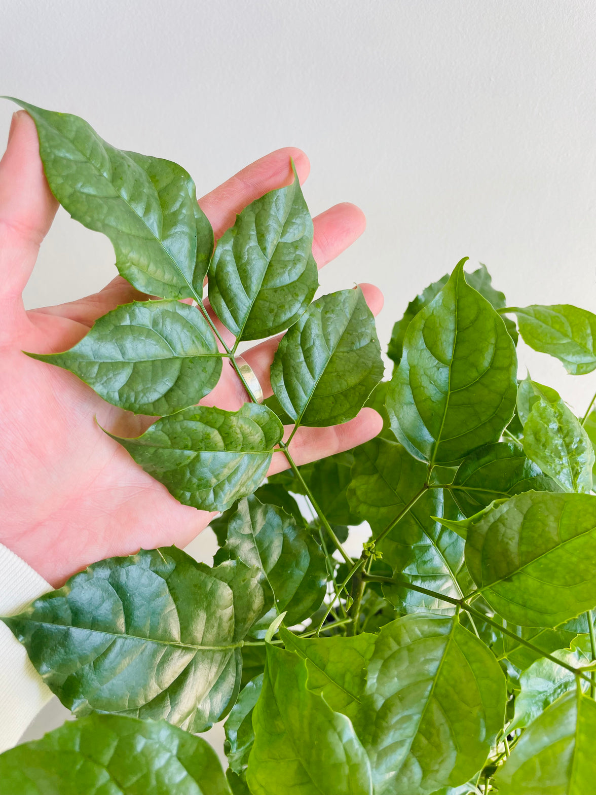 China Doll | Radermachera sinica | 200mm Nursery Pot