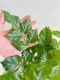 China Doll | Radermachera sinica | 200mm Nursery Pot