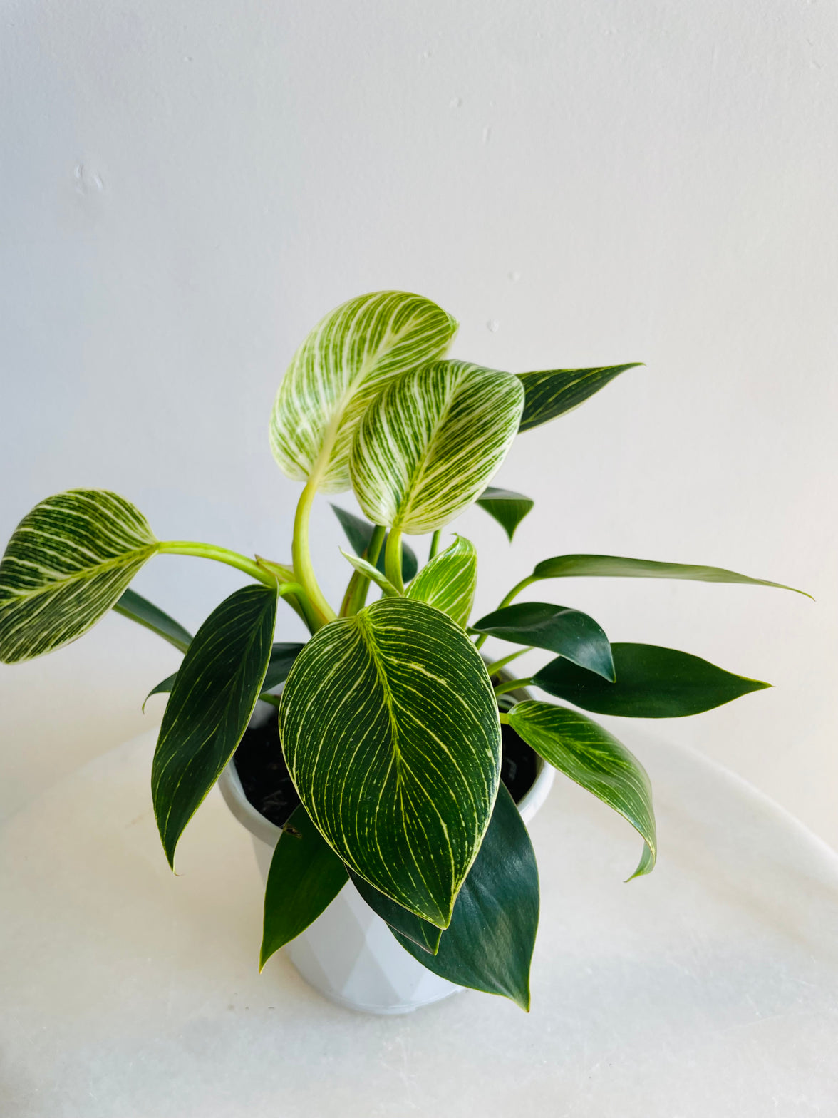 Birkin | Philodendron hybrida | 130mm Nursery Pot