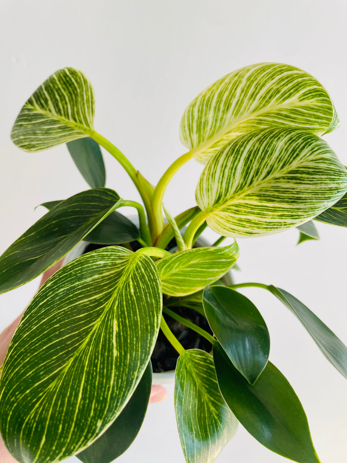 Birkin | Philodendron hybrida | 130mm Nursery Pot