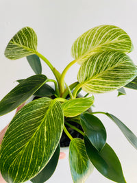 Birkin | Philodendron hybrida | 130mm Nursery Pot