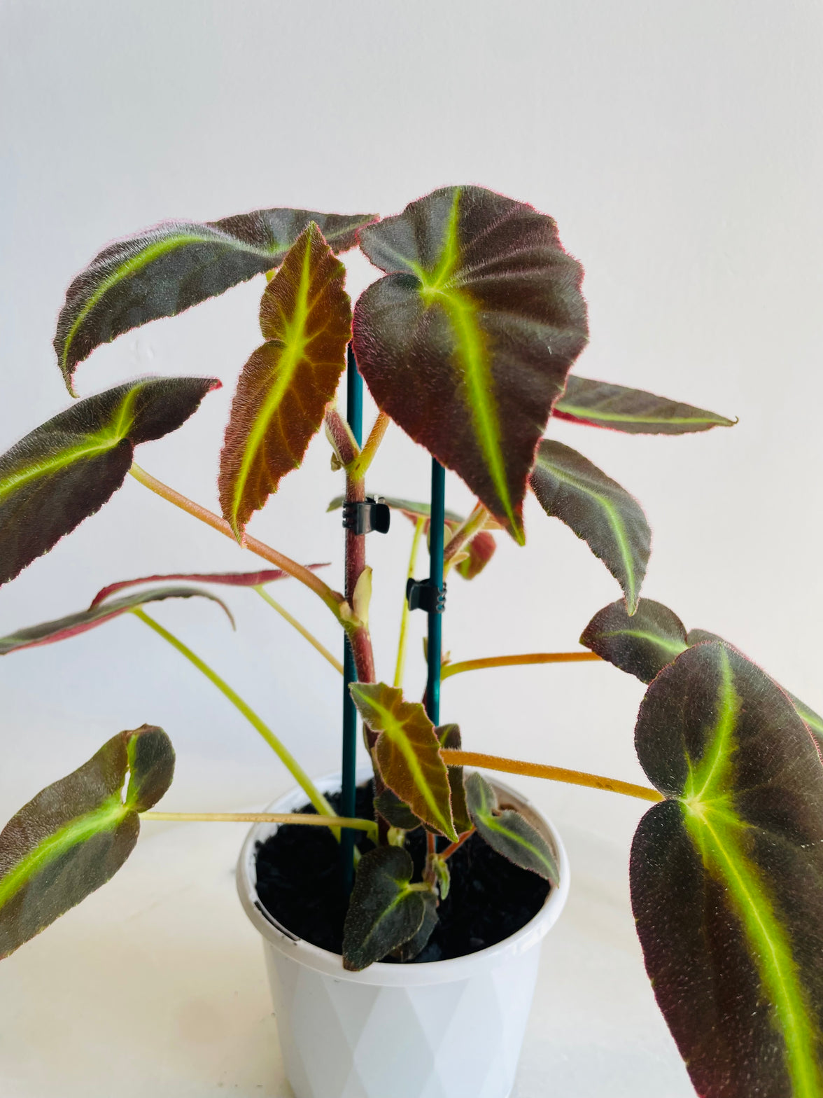 Candy Stripes Begonia | Begonia listada | 130mm Nursery Pot