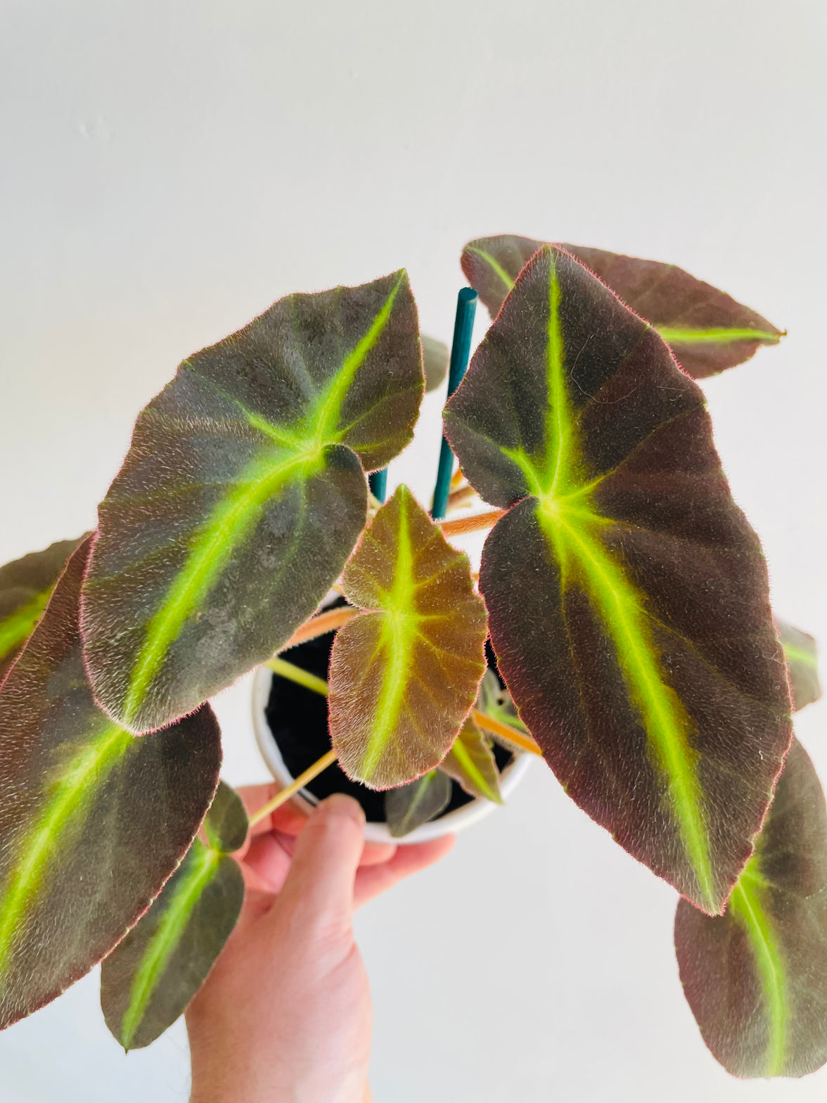 Candy Stripes Begonia | Begonia listada | 130mm Nursery Pot
