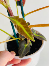Candy Stripes Begonia | Begonia listada | 130mm Nursery Pot
