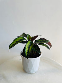 Beauty Star Calathea | Goeppertia ornata | 130mm Nursery Pot
