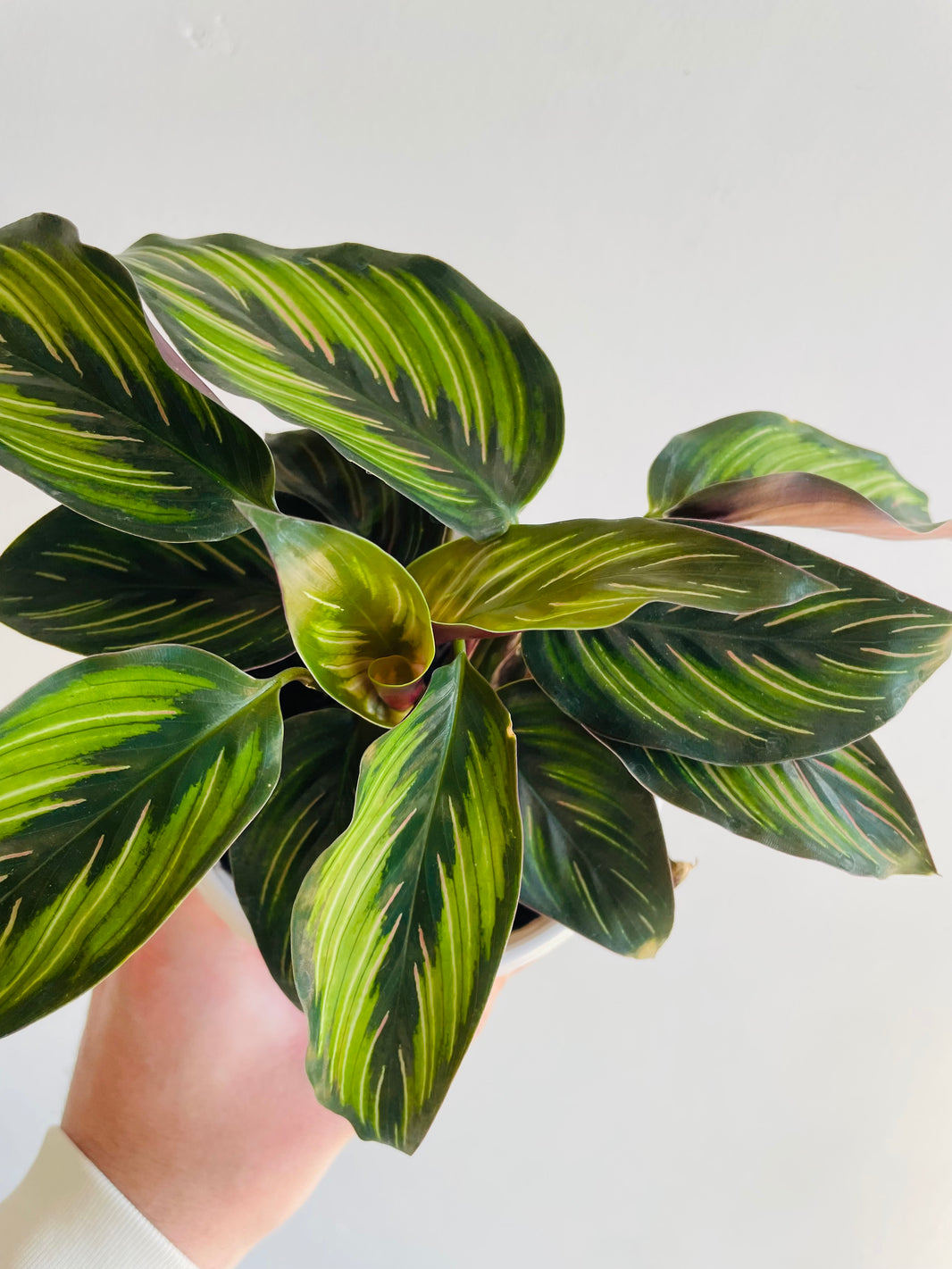 Beauty Star Calathea | Goeppertia ornata | 130mm Nursery Pot