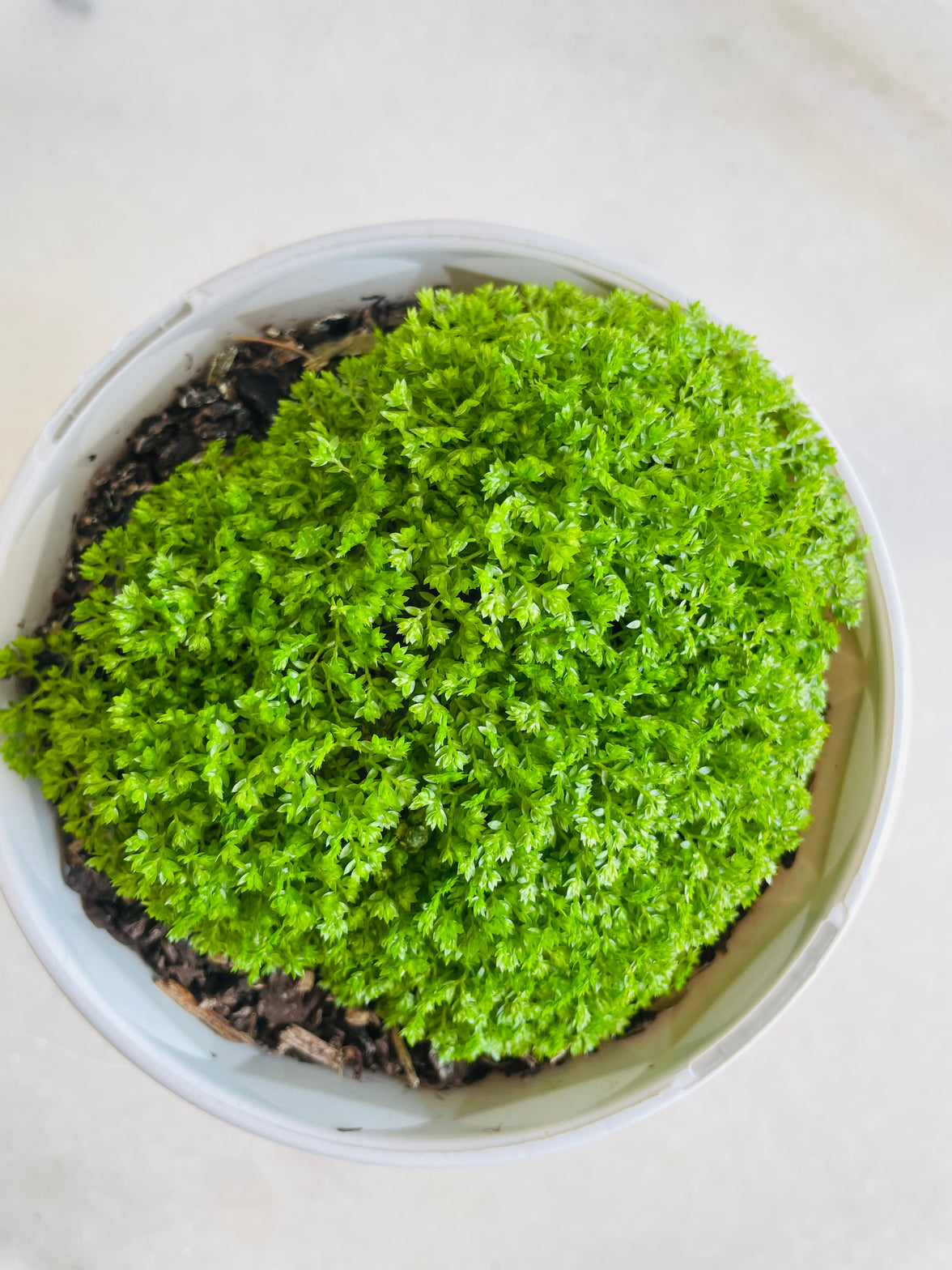 Meadow Spike Moss | Selaginella apoda | 130mm Nursery Pot
