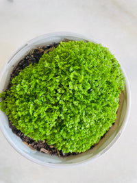 Meadow Spike Moss | Selaginella apoda | 130mm Nursery Pot