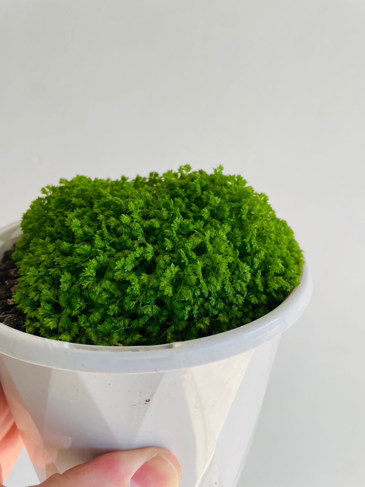 Meadow Spike Moss | Selaginella apoda | 130mm Nursery Pot