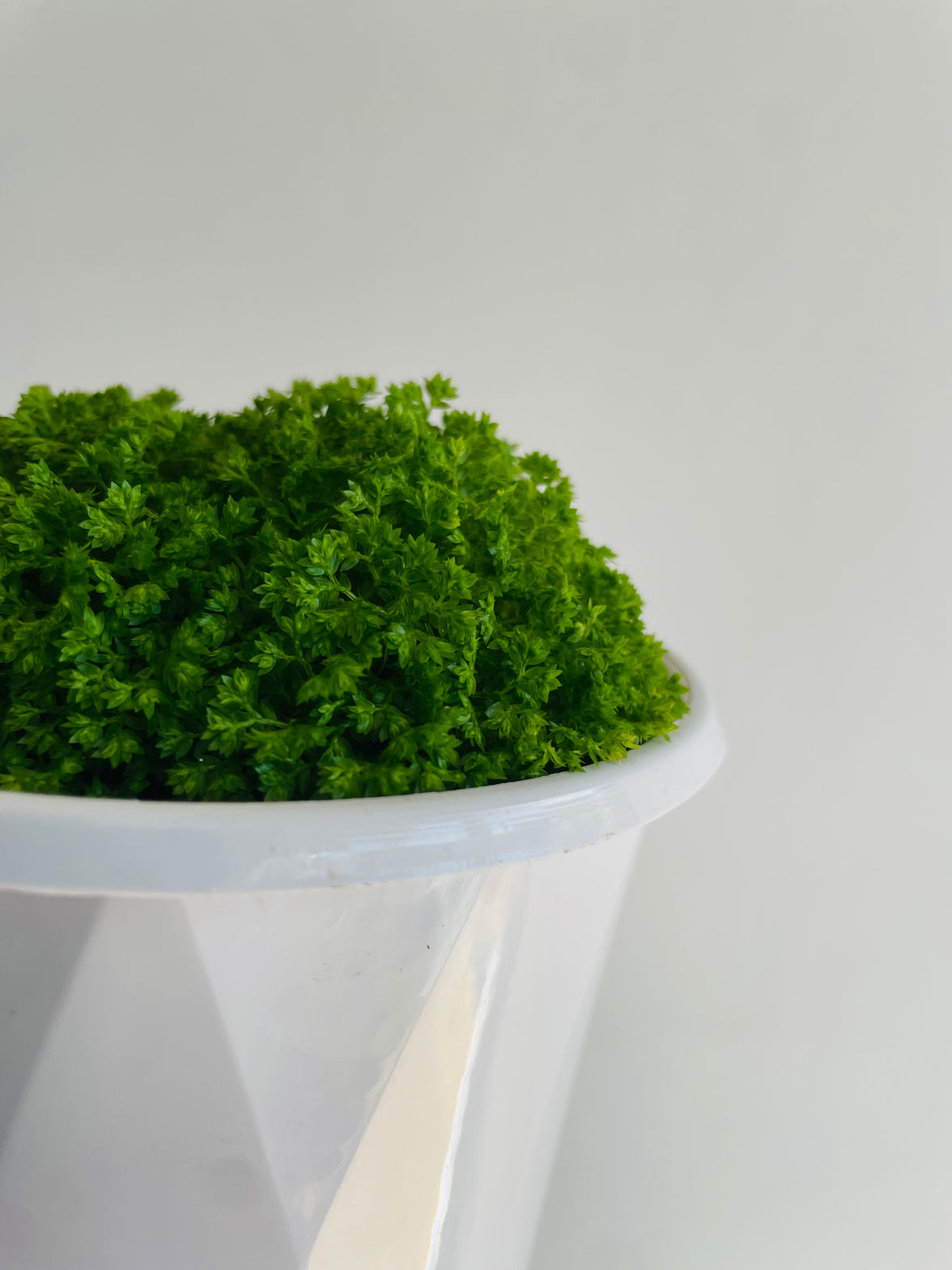 Meadow Spike Moss | Selaginella apoda | 130mm Nursery Pot