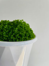 Meadow Spike Moss | Selaginella apoda | 130mm Nursery Pot