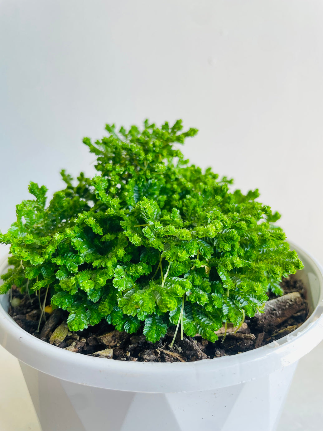 Jori Spikemoss | Selaginella | 130mm Nursery Pot