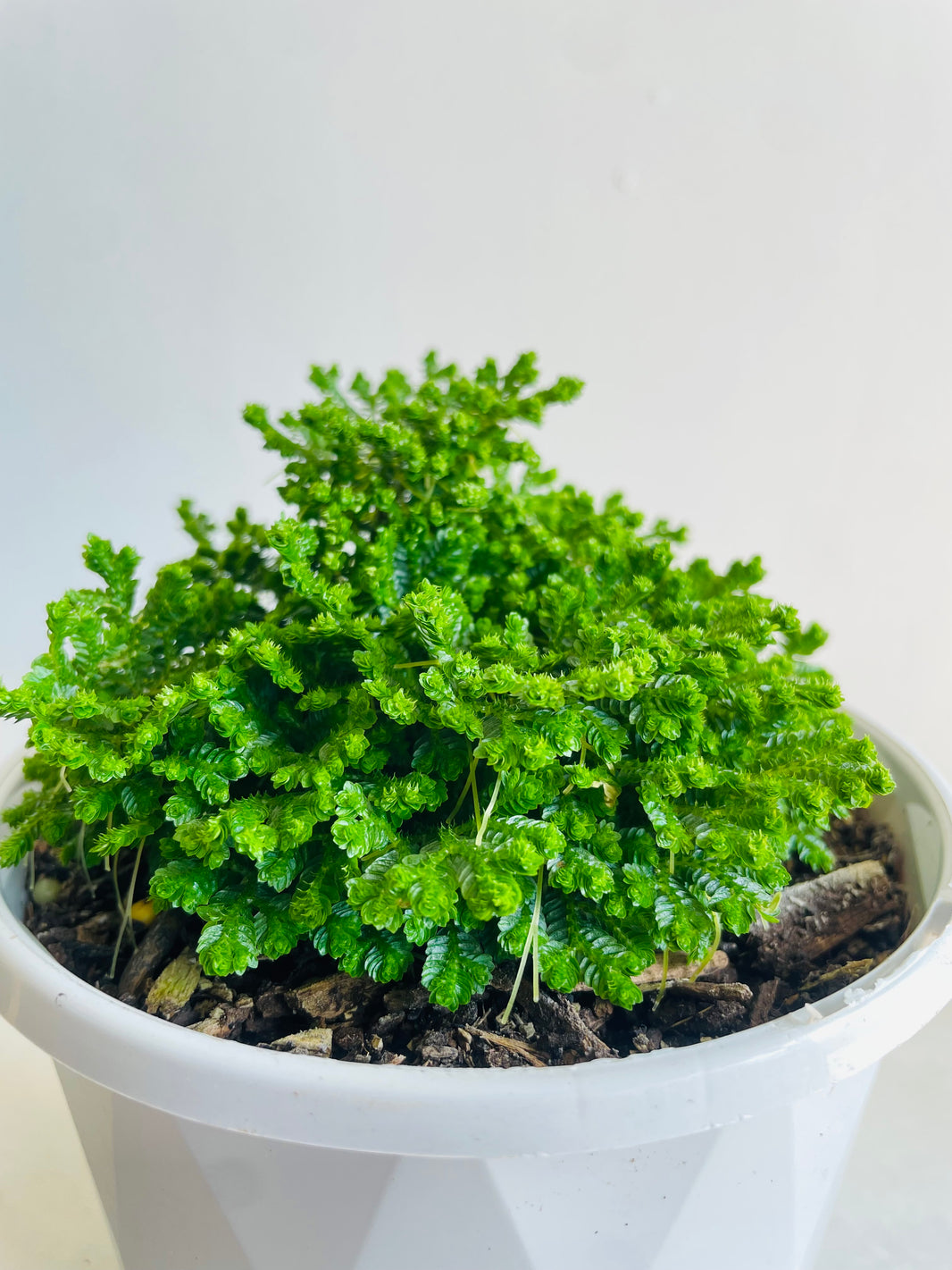 Jori Spikemoss | Selaginella | 130mm Nursery Pot