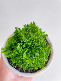 Jori Spikemoss | Selaginella | 130mm Nursery Pot