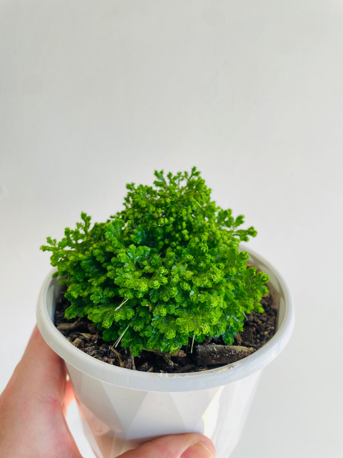 Jori Spikemoss | Selaginella | 130mm Nursery Pot