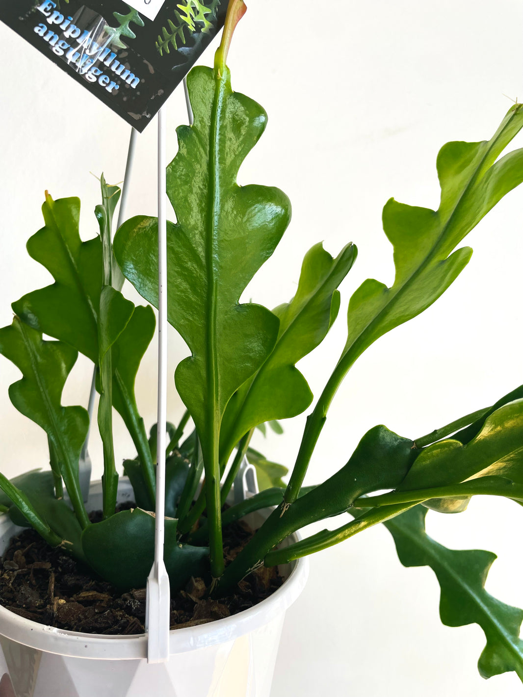 Zig Zag Cactus | Epiphyllum anguliger | 130mm Nursery Pot