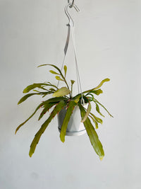 Red Dragon Cactus | Rhipsalis ramulosa | 130mm Nursery Pot