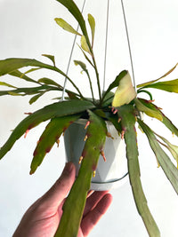 Red Dragon Cactus | Rhipsalis ramulosa | 130mm Nursery Pot