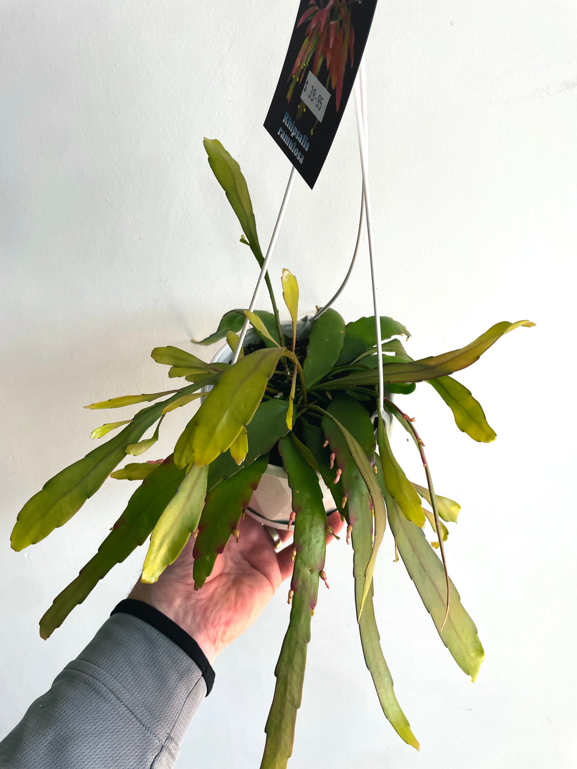 Red Dragon Cactus | Rhipsalis ramulosa | 130mm Nursery Pot