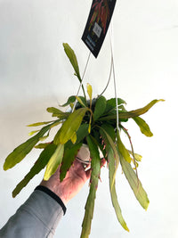 Red Dragon Cactus | Rhipsalis ramulosa | 130mm Nursery Pot
