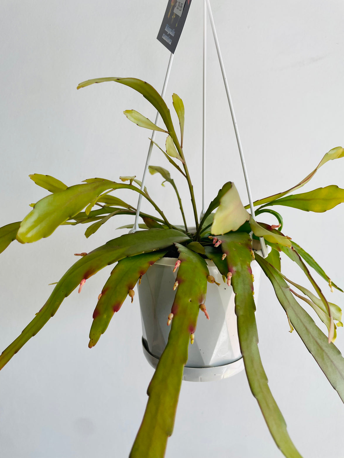 Red Dragon Cactus | Rhipsalis ramulosa | 130mm Nursery Pot
