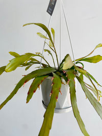 Red Dragon Cactus | Rhipsalis ramulosa | 130mm Nursery Pot