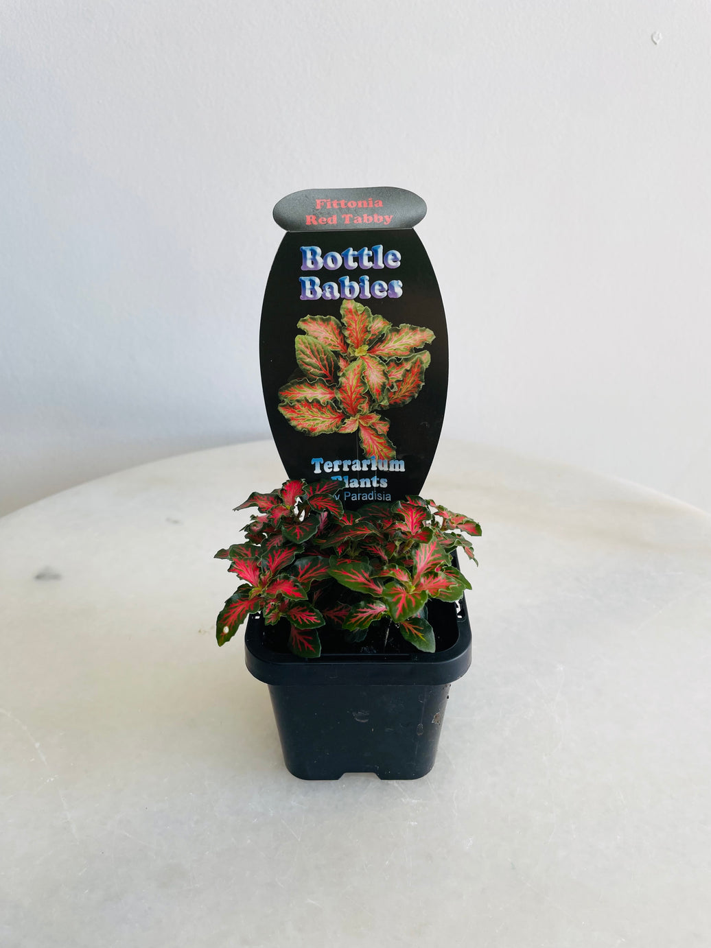 Red Tabby Nerve Plant | Fittonia albivenis | 70mm Nursery Pot