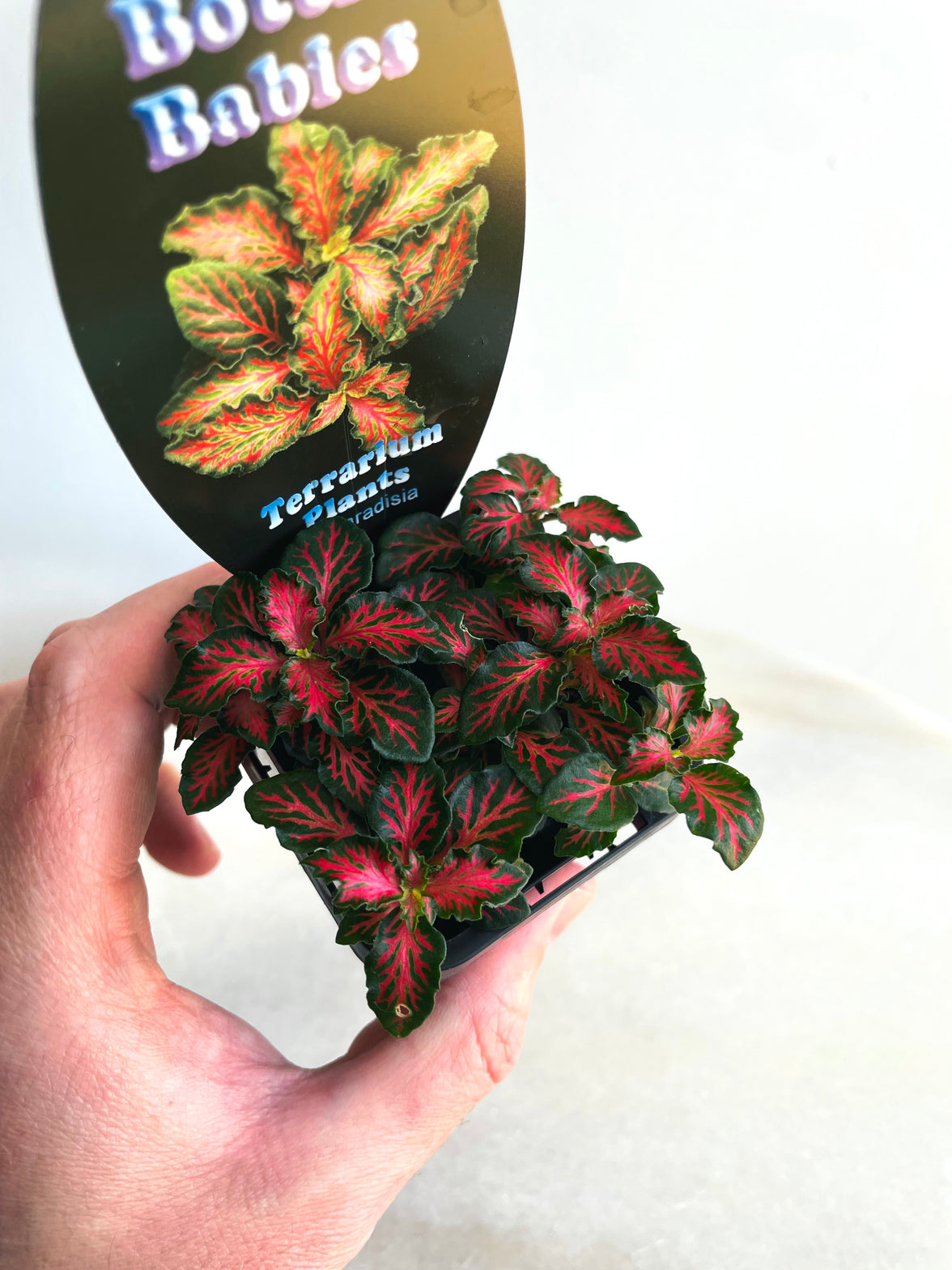 Red Tabby Nerve Plant | Fittonia albivenis | 70mm Nursery Pot