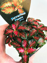 Red Tabby Nerve Plant | Fittonia albivenis | 70mm Nursery Pot