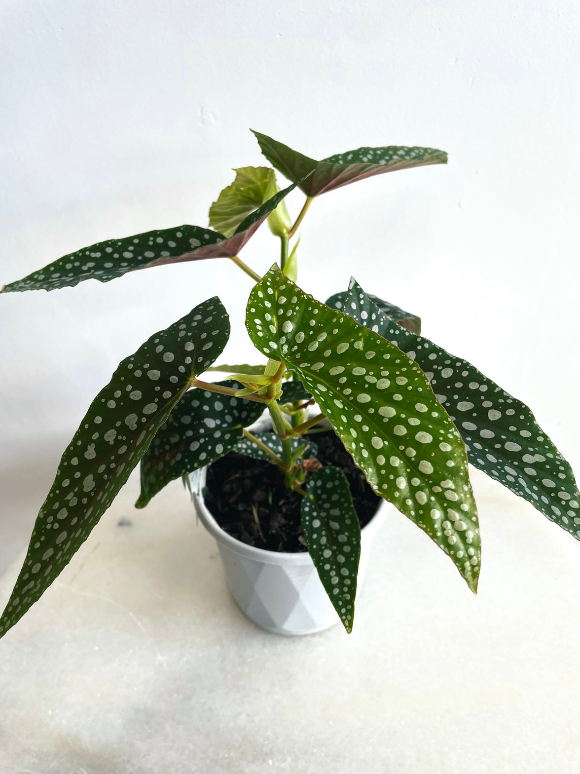 White Ice | Begonia maculata | 130mm Nursery Pot