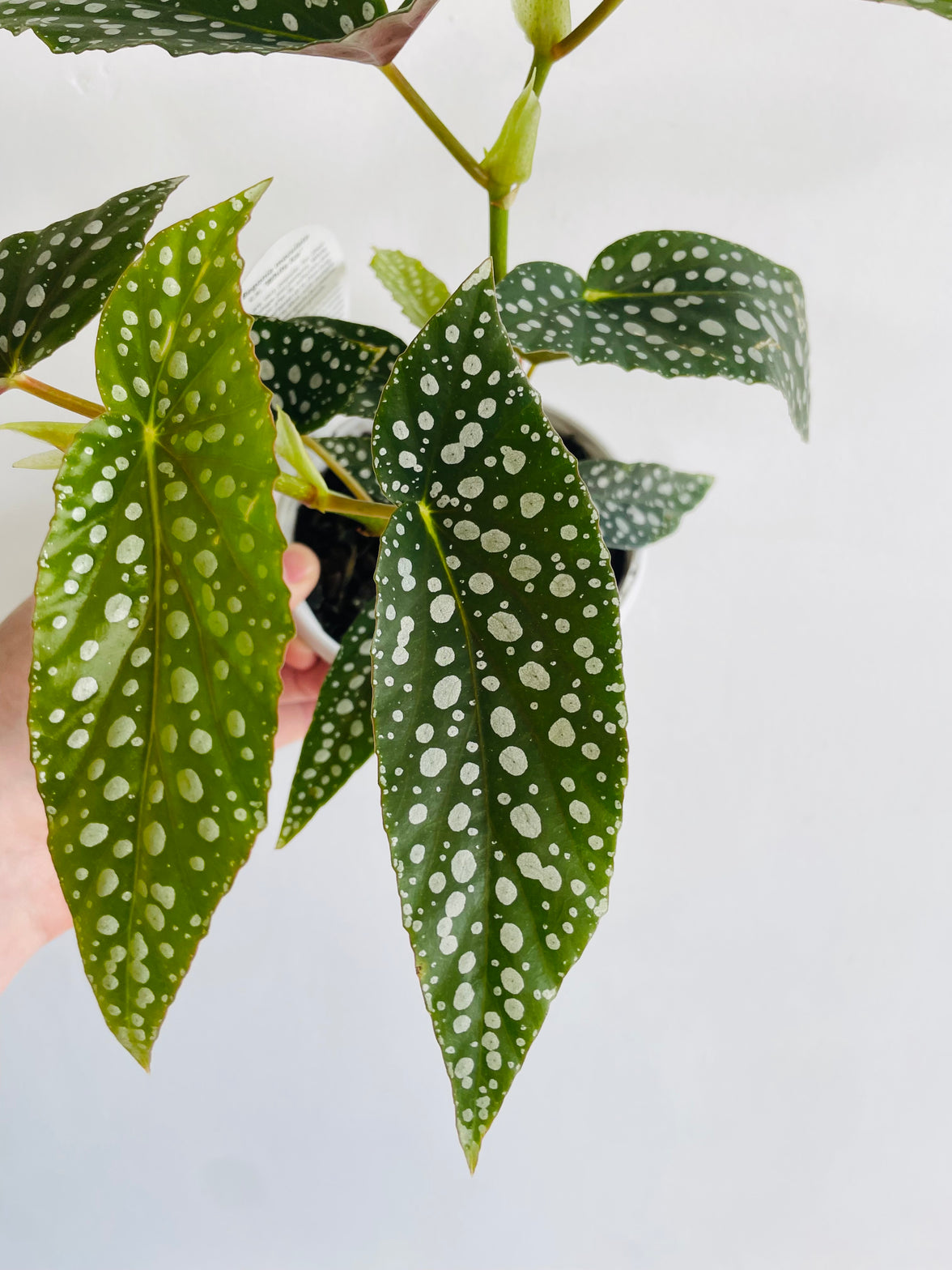 White Ice | Begonia maculata | 130mm Nursery Pot
