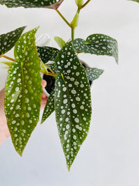 White Ice | Begonia maculata | 130mm Nursery Pot