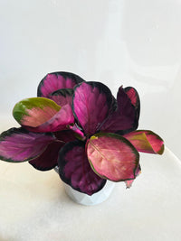 Rosey Calathea | Goeppertia roseopicta | 130mm Nursery Pot