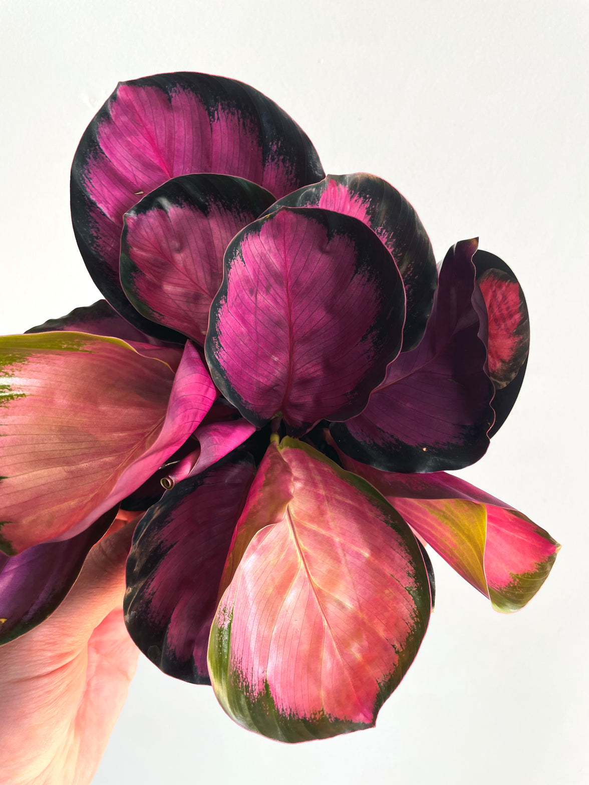 Rosey Calathea | Goeppertia roseopicta | 130mm Nursery Pot
